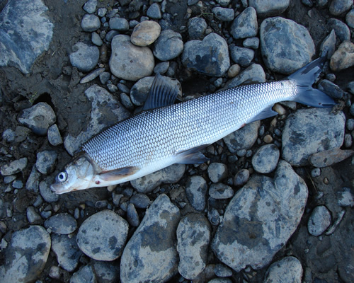 Kobuk River